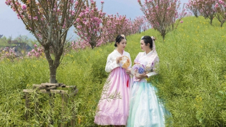 Hoa anh đào nở rộ, Fansipan hoá xứ sở Phù Tang