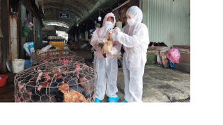 Phát hiện bệnh nhân đầu tiên mắc cúm A/H9 tại Việt Nam