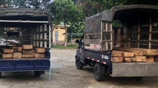 Bị tóm khi ngụy trang xe tải để chở gỗ lậu