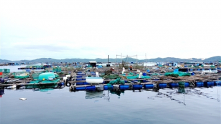 Tìm nguyên nhân khiến tôm hùm nuôi ở vịnh Vân Phong chết hàng loạt