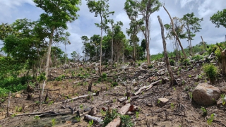 Dấu hiệu bất thường từ hợp đồng đo đạc đất rừng ở Phú Yên