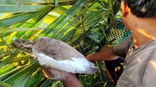 Từ chuyện thú cưng...