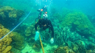 Hàu răng cưa khổng lồ đang bị tận diệt ở biển Cồn Cỏ