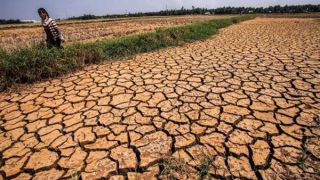 Hàng nghìn hecta cây trồng bị ảnh hưởng do hạn hán, thiếu nước