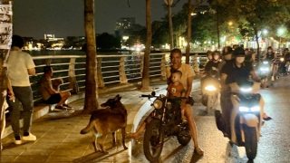 Tử vong do bệnh dại tăng gấp đôi, 100% không tiêm vaccine phòng bệnh