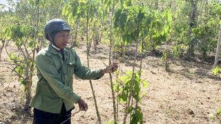 Nước mắt mùa hạn