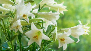 Tháng Tư thương nhớ!