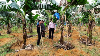 Hiệu quả giảm nghèo bền vững tại miền núi của Thừa Thiên Huế