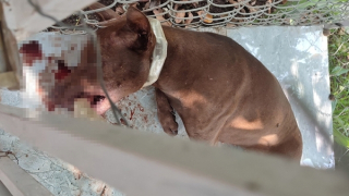 Chó dại thả rông cắn 4 người bị thương, sau đó tự chết