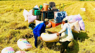 Vai trò của thương lái trong liên kết bền vững chuỗi giá trị lúa gạo