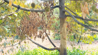 Sầu riêng chết hàng loạt, người dân ở Bình Phước lo lắng