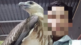 Bát nháo “chợ chim” săn mồi