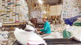 Tăng trưởng ấn tượng của ngành lúa gạo Việt Nam