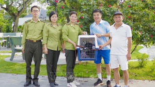 Vườn quốc gia Cúc Phương cứu hộ thành công một con vượn đen má hung quý hiếm