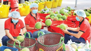 Xuất khẩu nông sản tăng