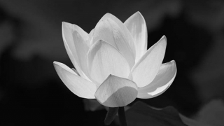 Tin buồn: Thượng tá Nguyễn Quang Châu từ trần