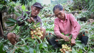 Triển khai nhiều giải pháp hỗ trợ xuất khẩu vải thiều