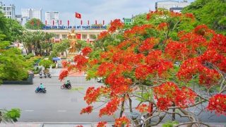 Thành phố cảng tháng 5 rợp trời hoa