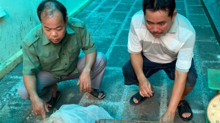 Khởi tố các đối tượng mua bán 2 cá thể tê tê