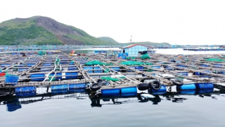 Hơn 25 tấn tôm xanh tại "thủ phủ tôm hùm" chết bất thường