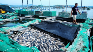 Số lượng tôm cá chết bất thường ở Xuân Thịnh tăng lên hơn 91 tấn