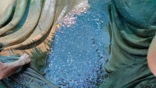 Người dân gặp khó vì cá lồng bè chết hàng loạt trên sông Vàm Cỏ