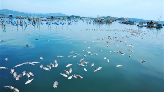 Nắng gắt rồi mưa dông, cá, tôm ở Phú Yên chết hàng loạt