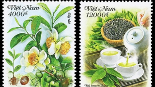 Giới thiệu cây chè và văn hóa trà của người Việt Nam trên tem bưu chính