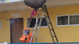 Hải Phòng liên tiếp xuất hiện tổ ong khủng