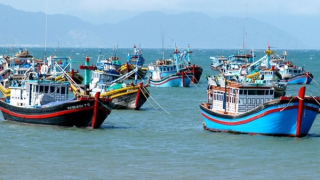 Nhiều nỗ lực trong gỡ “thẻ vàng” cho thủy sản Việt Nam