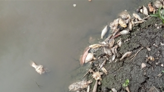 Cá chết bất thường sông Vàm Cỏ Đông gây thiệt hại cho người dân gần 1,2 tỷ đồng