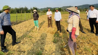 Hồi sinh màu xanh trên đất “chết”