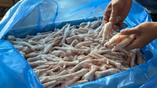 Bộ NN&PTNT đề nghị 3 tỉnh tăng cường ngăn chặn nhập lậu giống vật nuôi