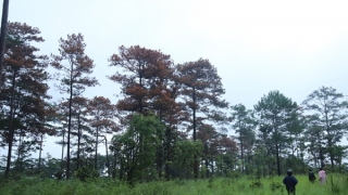 Điều tra, làm rõ vụ đầu độc rừng thông ở Lâm Đồng