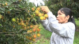 Điểm tựa cho người nghèo ở Đam Rông