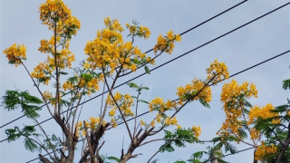 Độc lạ cây phượng ra hoa màu vàng ở Sóc Trăng