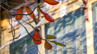 Lời của gió mùa