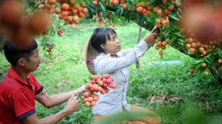 Xuất khẩu nông sản mùa vụ: Làm gì để tránh tình trạng “được mùa mất giá”?