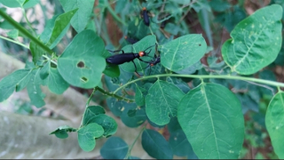 Ngộ độc sau khi ăn côn trùng lạ