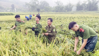 Công an xuống đồng giúp nhân dân thu hoạch lúa