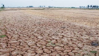 Hỗ trợ tỉnh Ninh Thuận 1,9 tỷ đồng để ứng phó với hạn hán