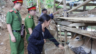 Kỳ cuối: Không đâu bằng quê hương