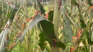 Không để châu chấu tre bùng phát trên diện rộng