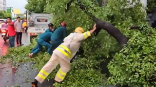 Mưa đá, sự cố cây ngã trong cơn mưa lớn kèm dông lốc ở TP Hồ Chí Minh