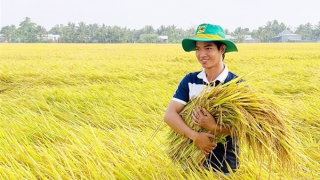 Tăng hiệu quả kinh tế từ sản xuất lúa giảm phát thải