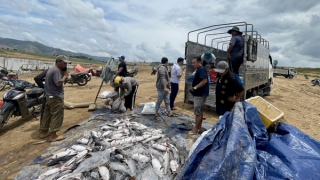 Hơn 25 tấn cá lăng chết bất thường ở hồ thủy điện Ya Ly