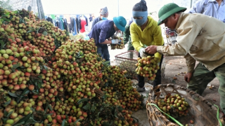 Vải thiều Bắc Giang tiêu thụ thuận lợi ở nhiều thị trường khó tính