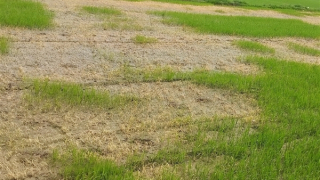 Điều tra nguyên nhân thửa ruộng của bà cụ 70 tuổi “chết cháy” bất thường