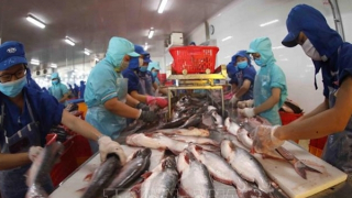 Vasep kiến nghị gỡ vướng cho doanh nghiệp thủy sản