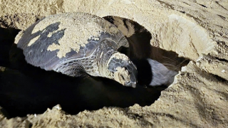 Cá thể vích lần thứ tư quay lại bờ biển Bình Định đẻ 100 trứng